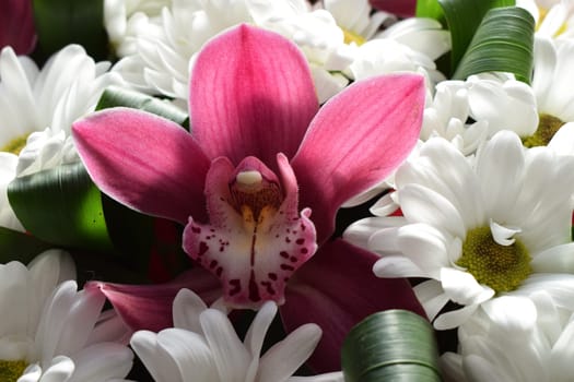 Selective focus of beautiful bouquet of chrysanthemum orchid flowers in pink color. Floral shop concept. Handsome fresh bouquet. Group of purple vanda orchid and white Chrysanthemums