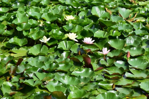 Yellow lotus flowers blooming in a beautiful lotus pond.