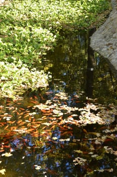 Colorful Japanese Carp fish ( Nishikigoi ) in a lovely Koi pond in a garden. Carp fish pond and refraction from sunlight.Beautiful koi fish swimming in the pond.