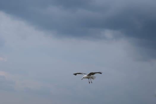 Seagull (bird) flying in blue and gray stormy sky. Seagull flying and hovering against a moody dramatic cloudy sky background.