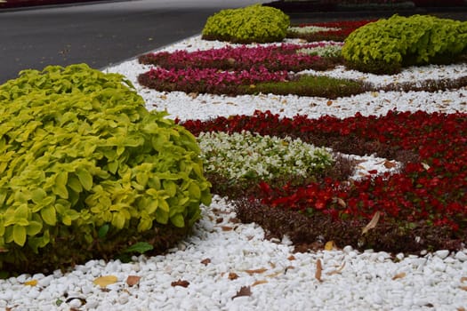 Flowers, Marigold, Bedding Begonia. Flowerbed with yellow marigolds close-up and Begonia. Flowerbed decoration in a city park. Yellow Marigolds flowers background.