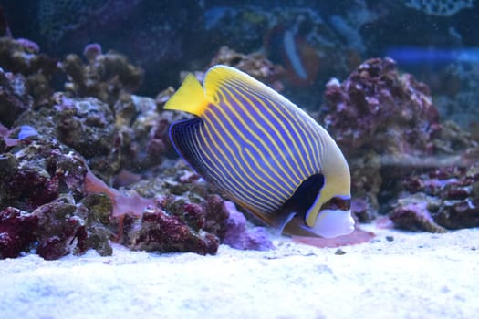 Tropical Fish-angel in reef tank. Fish-emperor is a reef-associated fish native to the Indian and Pacific Oceans. Latin name Pomacanthus imperator.
