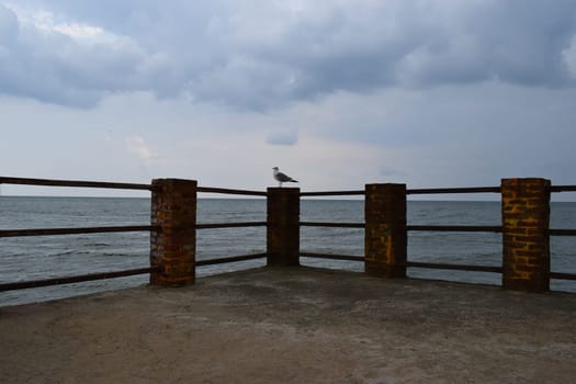 One seagull sits on a old sea pier. The European herring gull, Seagull on the beach pier railing. Close-up of seagull bird.