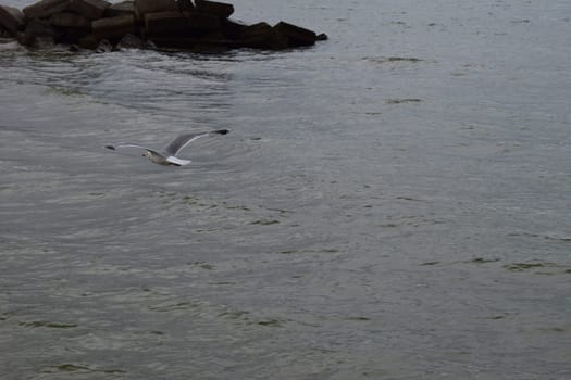 Seagull on the shores of the Sea.