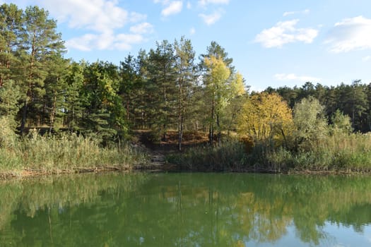 Small lake in the forest during summer day, Lake surrounded by green forest trees.