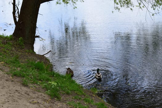 Duck and drake swim along the grassy shore. Wildlife in the city. Birds on the river bank in the city.