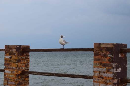 One seagull sits on a old sea pier. The European herring gull, Seagull on the beach pier railing. Close-up of seagull bird.