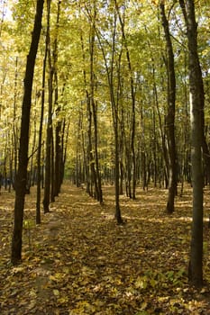 Colorful foliage in the autumn park. Path in autumn park with golden leaves on sunny weather.