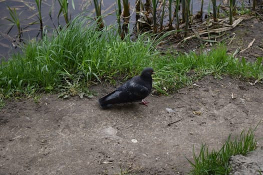 Pigeon near the lake, beautiful coloring beautiful bird pigeon. Ecology concept. Grey pigeon going down along a downhill lawn with green grass, blue lake in the background.