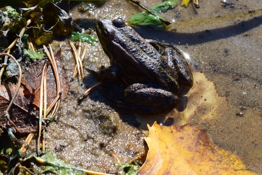 Pool frog in a forest lake. Cute and funny common green frog. Beautiful and colorful amphibian endangered by habitat loss. A green frog sitting in a water.