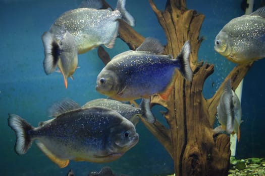 Group of red-bellied piranhas are swimming in fish tank. Red piranha (Pygocentrus nattereri), selective focus.