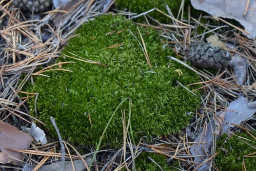 Beautiful green moss on the floor, moss closeup, macro. Beautiful background of moss. |Greenery nature background photo.