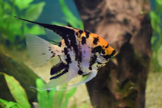 Koi Angelfish (Pterophyllum scalare) in tank fish with blurred background