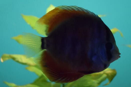 Discus fish (Pompadour), Red symphysodon discus.