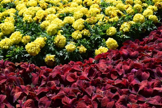 Gardens In Bloom, Landscape Design elements. Flower garden. Landscaping and garden design. Spring blooming in the park. Red and pink begonia and marigold.