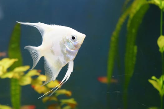 Fresh water planted aquarium with silver angelfish. Angelfish in tank fish with blurred background (Pterophyllum scalare)