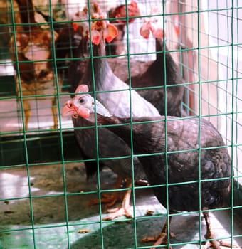 A group of stunning guinea fowls with vibrant plumage is seen in a market cage, captivating onlookers with their colorful patterns and curious expressions as they peer out.