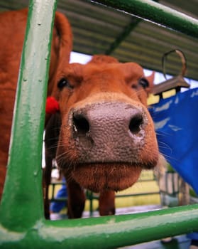 The cow is looking at the camera with a curious expression. It has a brown coat and a white nose. The cow is standing in a pen on a farm. The background is green and out of focus.