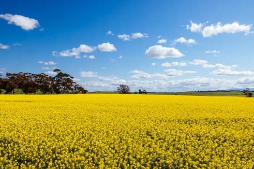 Fields of canola shine on a clear sunny day near Beveridge between old Sydney Rd and the Hume Hwy in Melbourne, Victoria, Australia