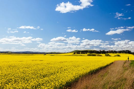 Fields of canola shine on a clear sunny day near Beveridge between old Sydney Rd and the Hume Hwy in Melbourne, Victoria, Australia