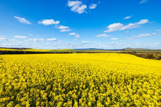 Fields of canola shine on a clear sunny day near Beveridge between old Sydney Rd and the Hume Hwy in Melbourne, Victoria, Australia