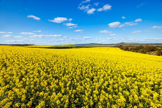 Fields of canola shine on a clear sunny day near Beveridge between old Sydney Rd and the Hume Hwy in Melbourne, Victoria, Australia