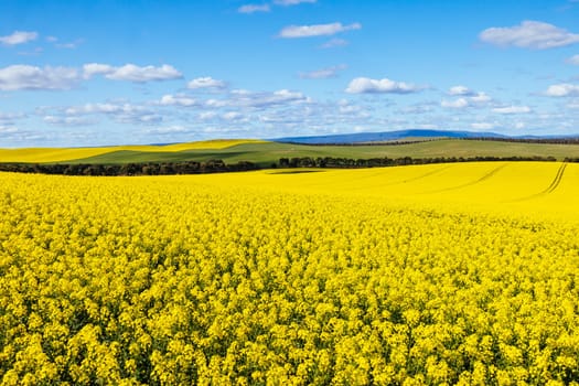 Fields of canola shine on a clear sunny day near Beveridge between old Sydney Rd and the Hume Hwy in Melbourne, Victoria, Australia