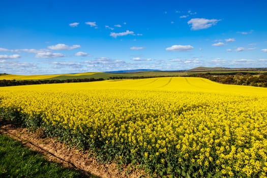 Fields of canola shine on a clear sunny day near Beveridge between old Sydney Rd and the Hume Hwy in Melbourne, Victoria, Australia
