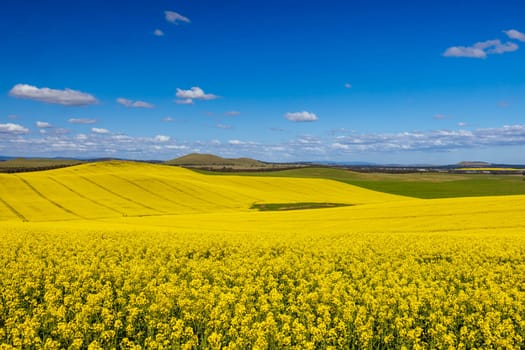 Fields of canola shine on a clear sunny day near Beveridge between old Sydney Rd and the Hume Hwy in Melbourne, Victoria, Australia