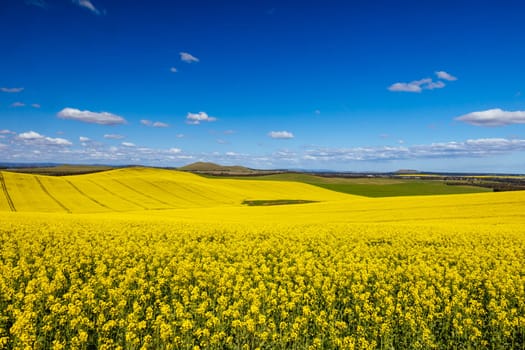 Fields of canola shine on a clear sunny day near Beveridge between old Sydney Rd and the Hume Hwy in Melbourne, Victoria, Australia