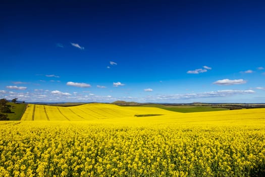 Fields of canola shine on a clear sunny day near Beveridge between old Sydney Rd and the Hume Hwy in Melbourne, Victoria, Australia