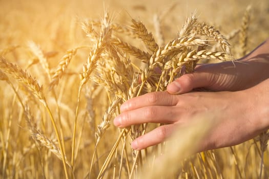A man's hand holds spikelets of ripe wheat with grain on the background of a golden field and the sky. The farmer carefully checks the quality of the crop.