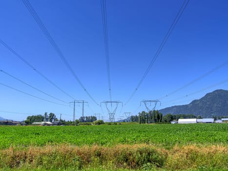 High voltage power lines going over farmer's corn field on sunny summer day in Fraser valley