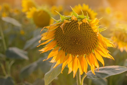Sunflower field. Close up of sunflower on farm. Rural landscape.