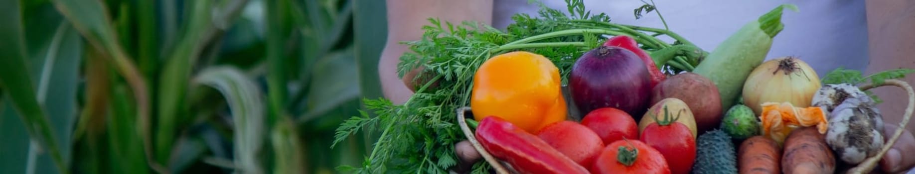 the farmer holds a basket of vegetables in his hands. Selective focus. nature