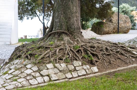 big tree root in city park - ecology, daylight