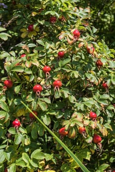 Rosehip berries on a bush with green leaves and red berries.