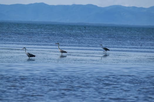 grey herons on the sea in the bay