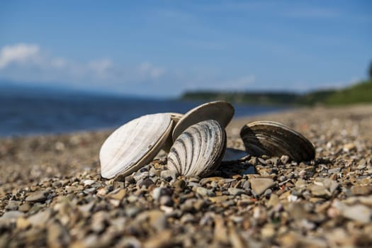 Seashells on a pebble beach in the summer