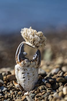 crab claw with coral on a pebble beach