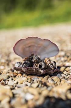 Seashells on a pebble beach in the summer