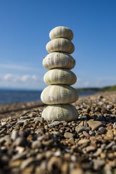 Stacked sea urchins on a pebble beach