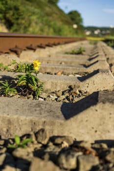 yellow flower on the railway