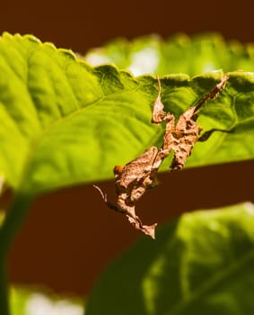 The ghost mantis (Phyllocrania paradoxa) is a small species of African mantis remarkable for its leaf-like body