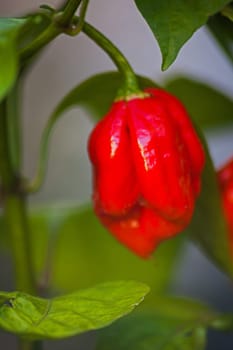 The Carolina reaper chili (Capsicum chinense) is notorious for its extreme heat