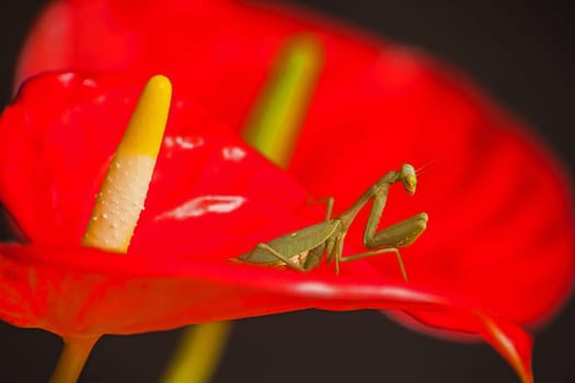 Macro image of a Common Green Mantid (Sphodromantis gastrica) on a red Anthurium (Anthurium andreanum) flower