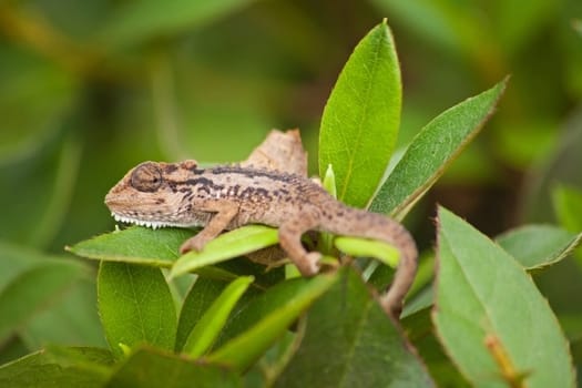 The Northern Dwarf Chameleon (Bradypodion transvaalense), also known as the Wolkberg Dwarf Chameleon, occur only in the forested areas of Mpumalanga and Limpopo Provinces of South Africa