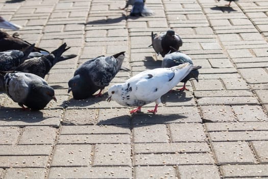 Pigeons eating grain on the sidewalk close up