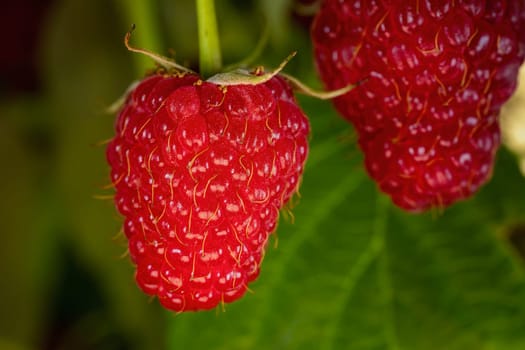 juicy red raspberries close up