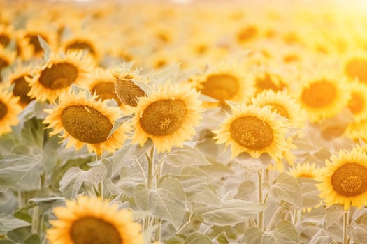 Close-up of a sunflower growing in a field of sunflowers during a nice sunny summer day with some clouds. Helianthus